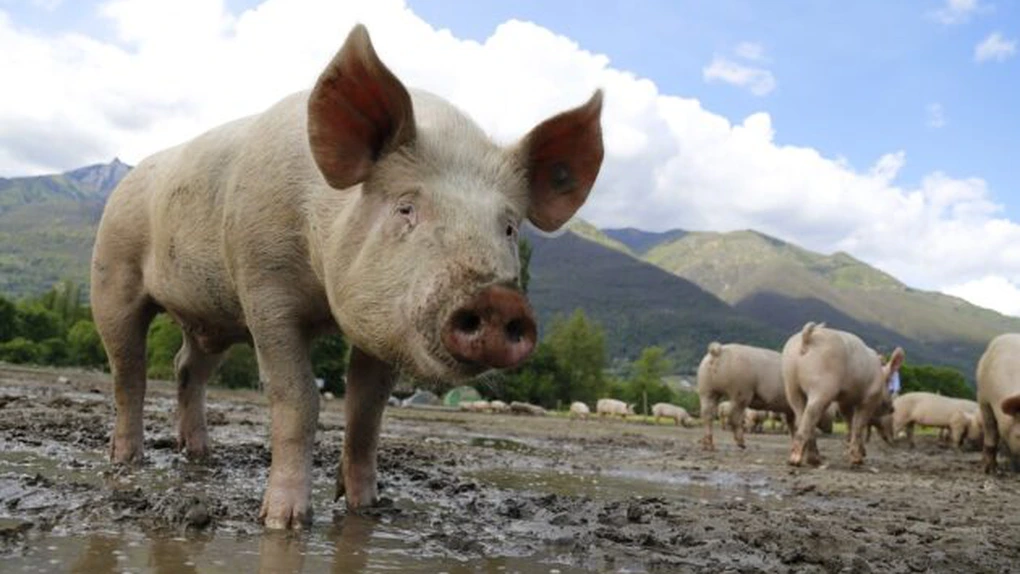 ARC: Pesta porcină africană a zguduit din temelii nu doar creşterea porcului ci şi industria de procesare din România