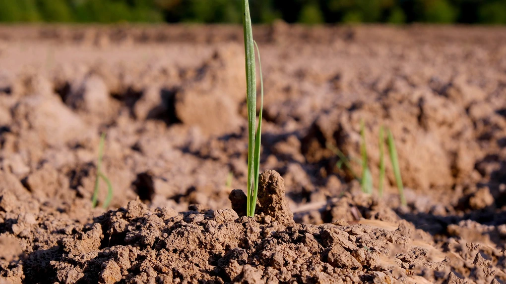 Cât costă un hectar de pământ arabil în România, la început de an. Analiză pe regiuni