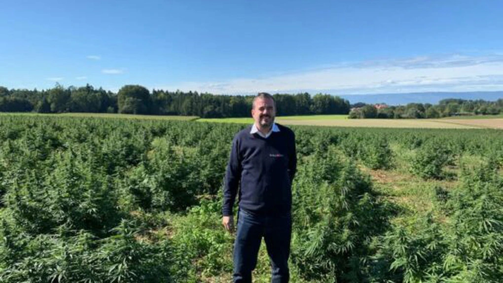 Ulei CBD, antidotul legal din canabis pentru stres şi efectele lui