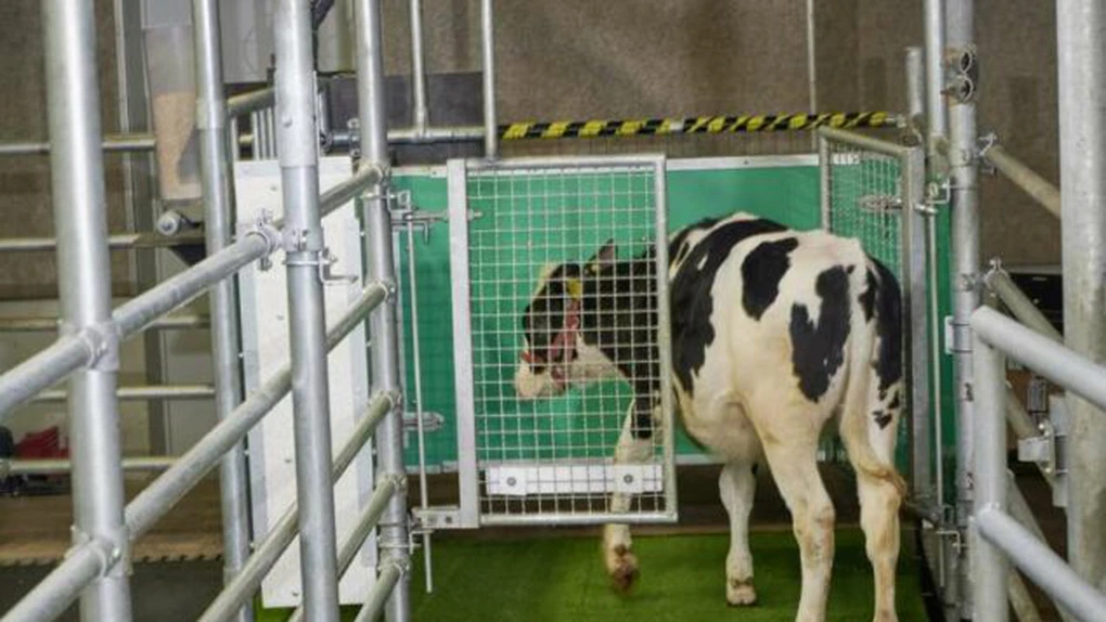 16 vaci au fost dresate să meargă la toaletă, într-un experiment destinat reducerii gazelor cu efect de seră în zootehnie