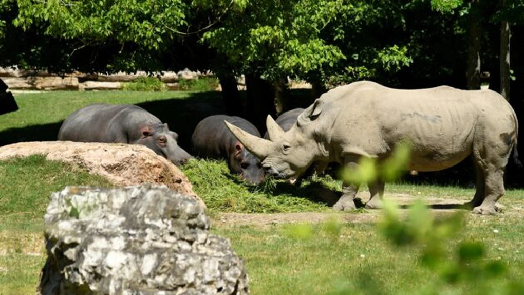 Cel mai bătrân rinocer alb din lume a murit într-o grădină zoologică din Italia