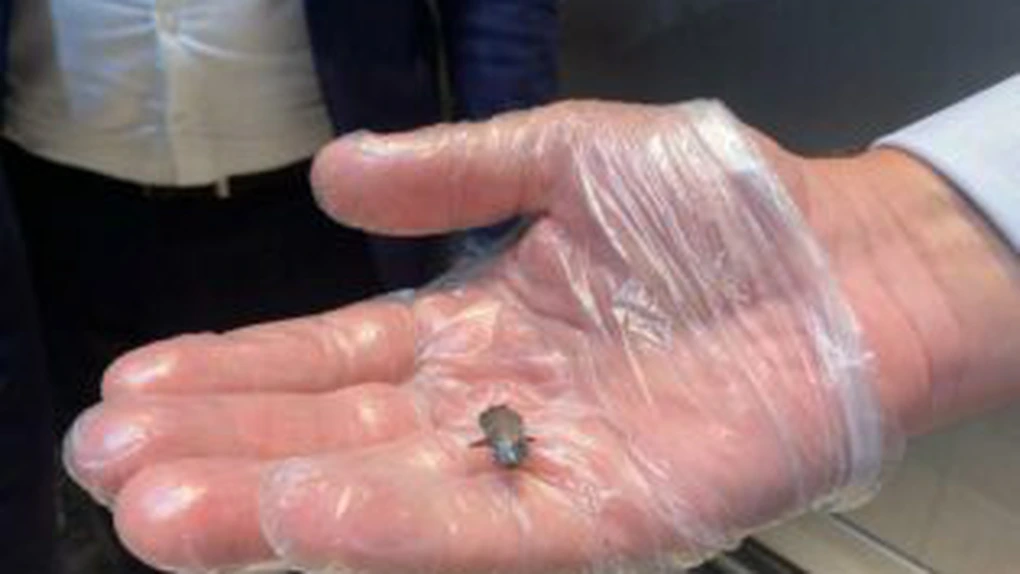 7 magazine din Ploiești ale lanțurilor Penny, Profi, Lidl și Carrefour au fost găsite cu nereguli de ANPC. Unele raioane au fost închise temporar GALERIE FOTO