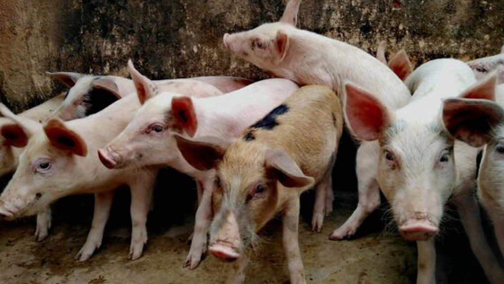 Cum a schimbat pesta porcină harta producției de carne de porc. În cinci ani România a pierdut 23% din efective și 16% din producție