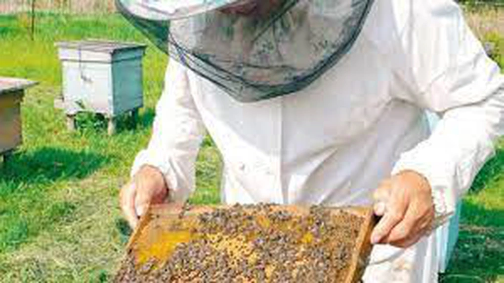 Sprijinul financiar pentru apicultori, prin PNA, creşte în 2022 - proiect
