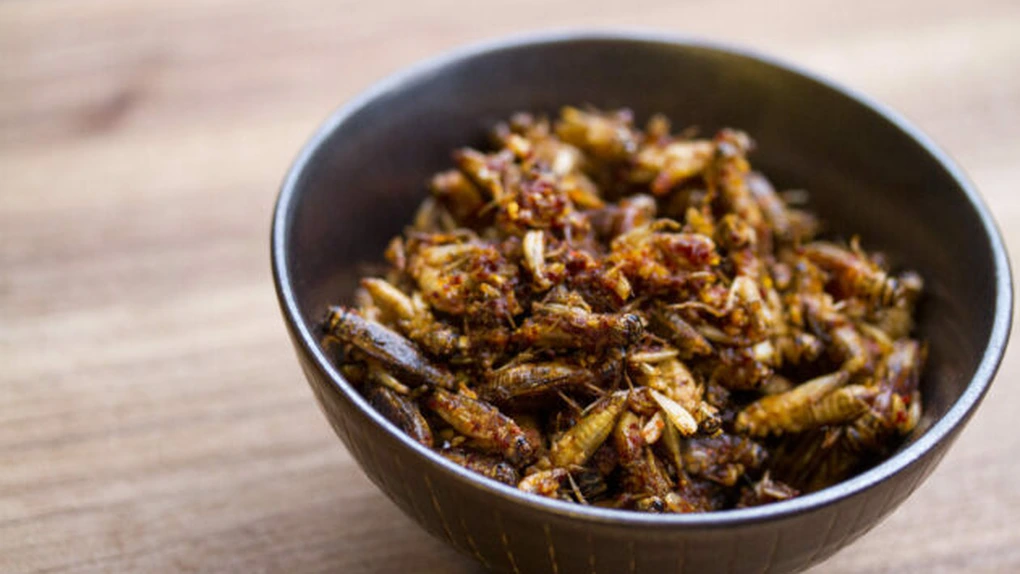 Greierele de casă, a treia insectă autorizată ca ingredient alimentar pe piaţa din UE