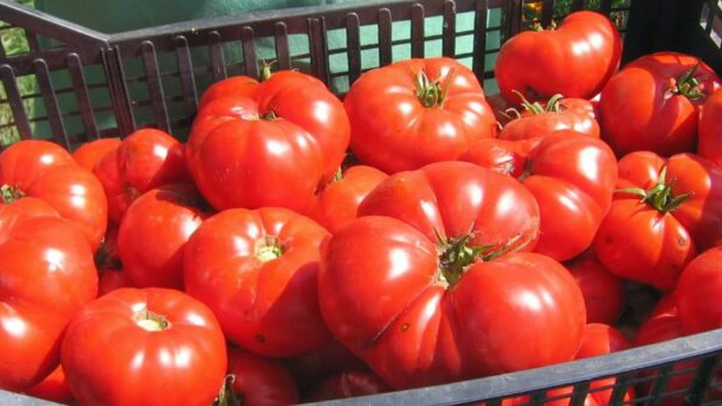 Programul Tomata - Numărul cererilor transmise pentru decontare a crescut considerabil faţă de săptămâna trecută