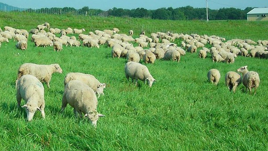 Spania şi România au cele mai mari efective de ovine din Uniunea Europeană