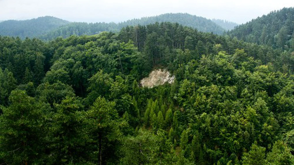 INS: Fondul forestier creşte nesemnificativ şi ajunge la circa 28% din suprafaţa ţării, la finele anului 2021