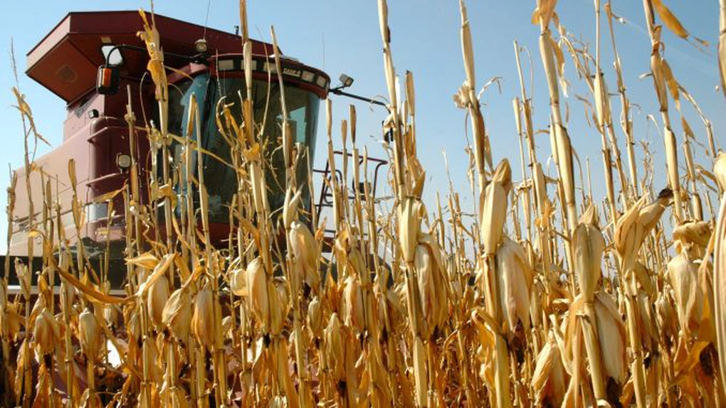 Ultima prognoză privind producția agricolă a acestui an. 8,9 milioane de tone de grâu și cea mai mică cantitate de porumb din 2015 încoace