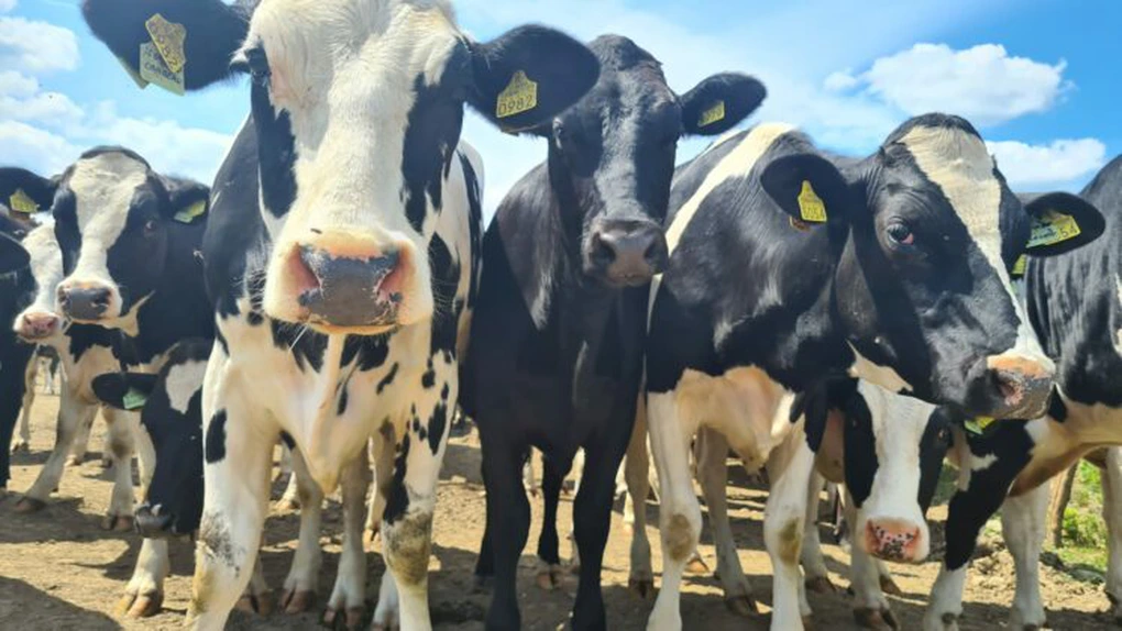 DN Agrar, cel mai mare producător de lapte din România, și-a triplat cifra de afaceri netă în 2022, până la 151 milioane lei