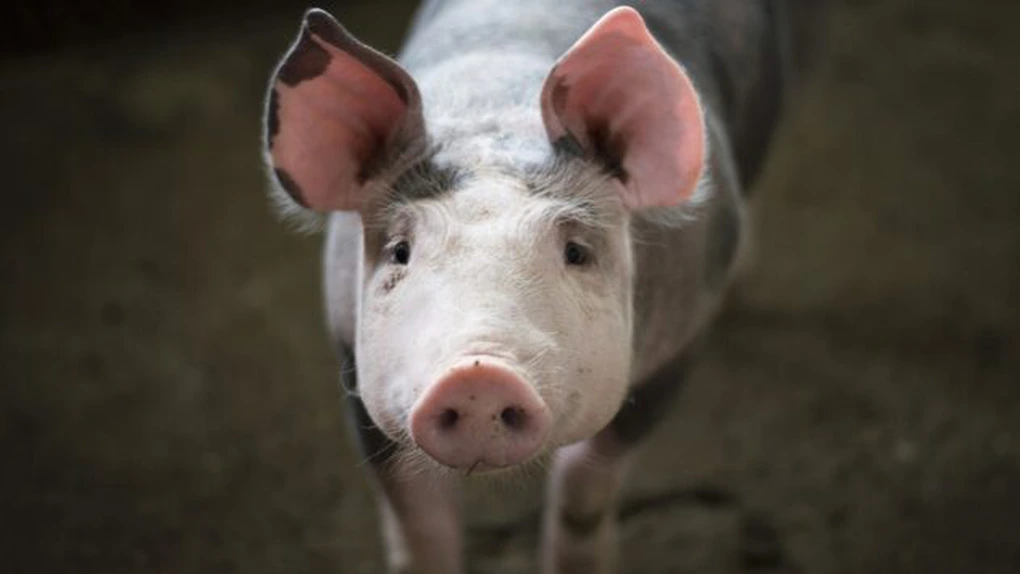 România are cel mai mic efectiv de porci din ultimii nouă ani. Prețul cărnii tot crește