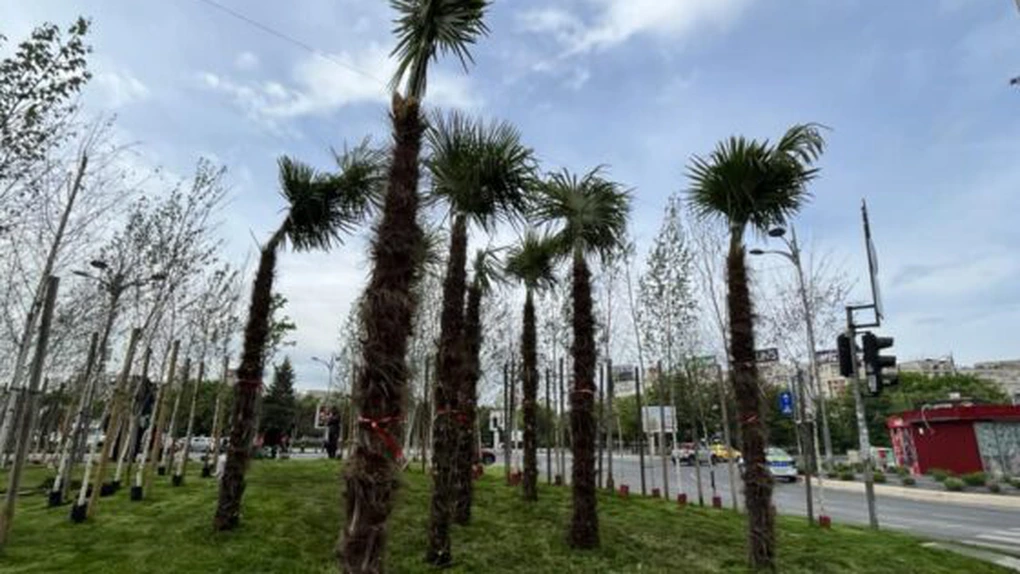 Robert Negoiță nu cedează în fața lui Nicușor Dan și anunță că Primăria Sector 3 va planta 300 de palmieri aclimatizați (Video)