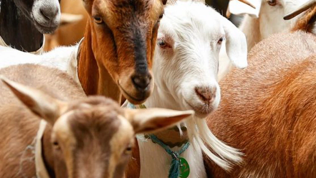Efectivele de animale din Uniunea Europeană au scăzut în 2023 - date Eurostat