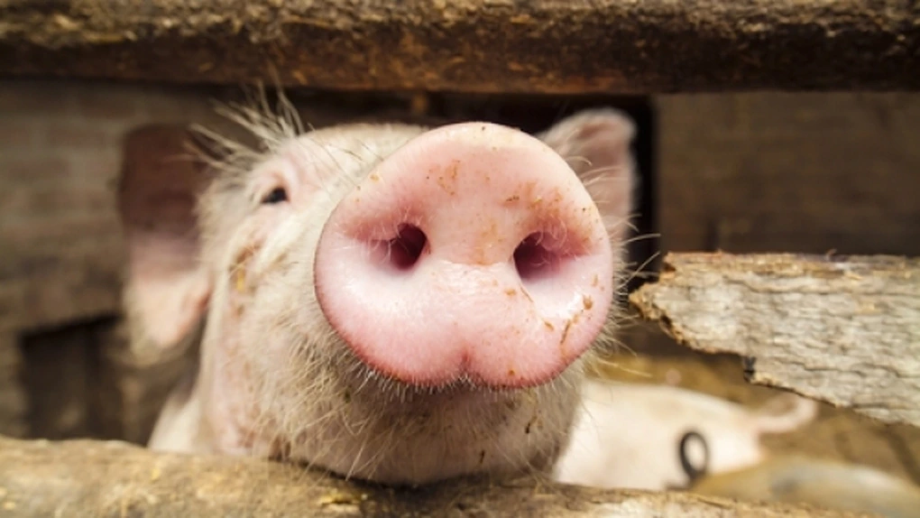Porcul românesc - Efectivele au scăzut cu aproape 10%, în mai. Diminuare cu 2% a efectivului de matcă