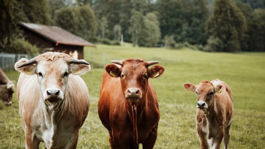 Marii producători de lactate anunţă că se aliază pentru a reduce emisiile de metan