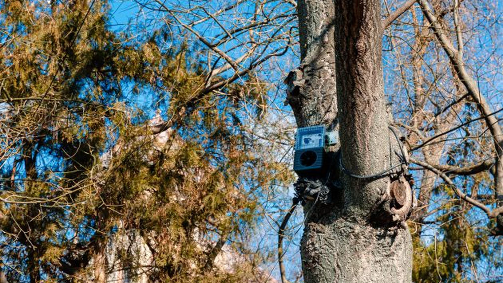ALPAB a început testarea unui sistem de alungare a ciorilor din Parcul Cișmigiu