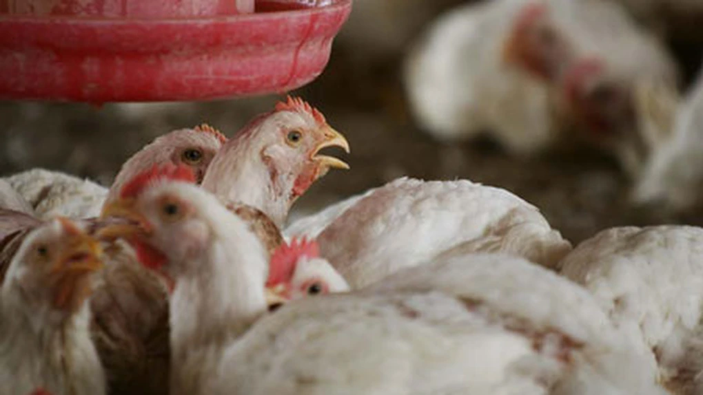 Producţia de carne de pasăre a României s-a majorat cu 5,2% în ianuarie 2024
