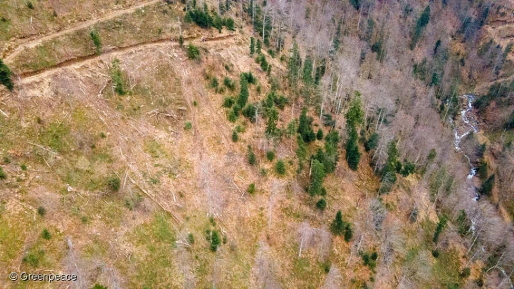 Update: Compania susține că analizează cu seriozitate aceste informații. Greenpeace acuză IKEA că mare parte din mobila sa provine din păduri naturale din România, inclusiv din situri protejate