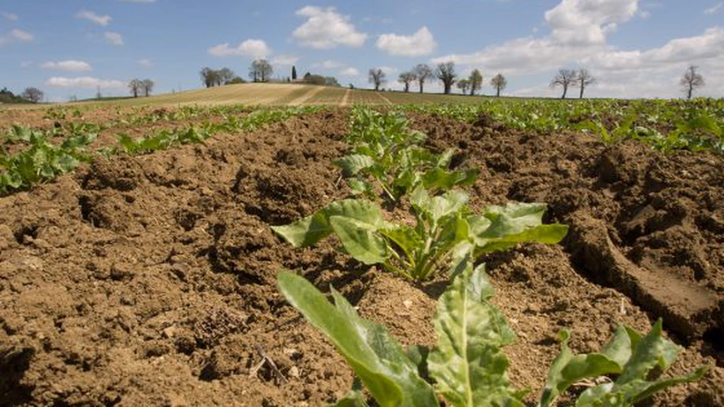 Cultivatorii de sfeclă de zahăr pot primi până la 1,5 milioane de euro pentru achiziţia de utilaje agricole
