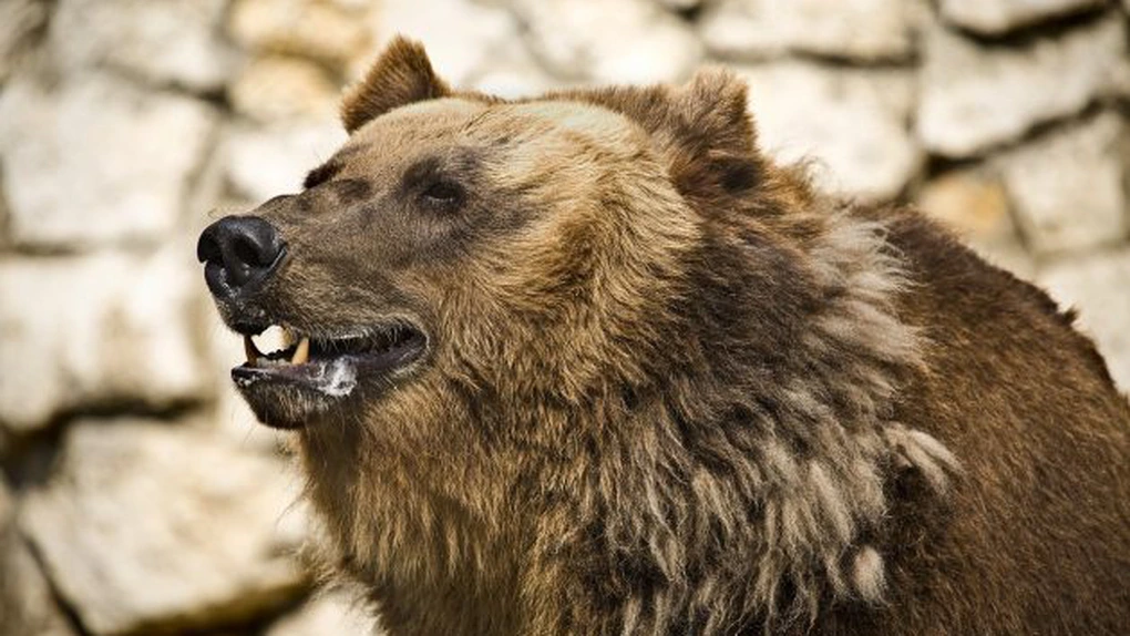 Tanczos Barna: Ursul poate fi din nou vânat în România. Astfel putem salva vieţi omeneşti