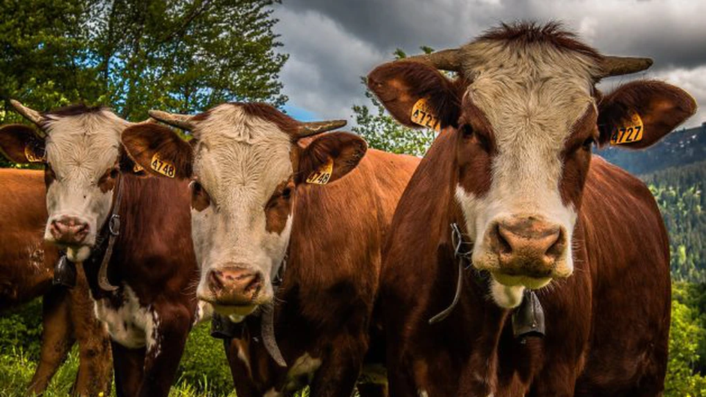 APIA efectuează plăți de 39,7 milioane de lei pentru sectorul creșterii animalelor