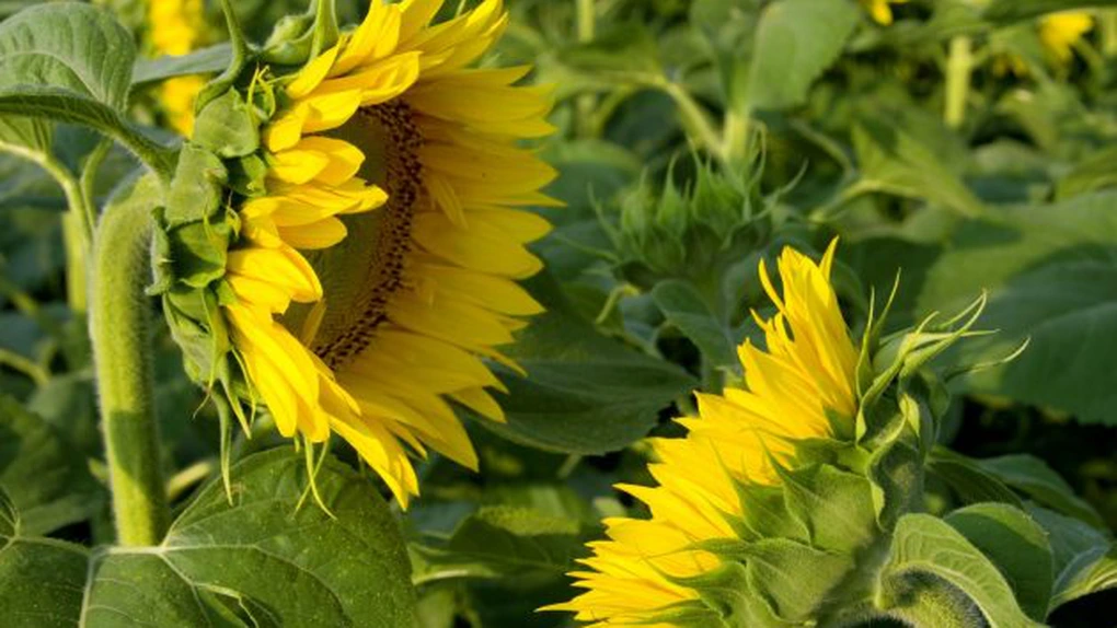 România va înregistra cea mai slabă recoltă de floarea soarelui din ultimii 15 ani - firma de consultanță Strategie Grains