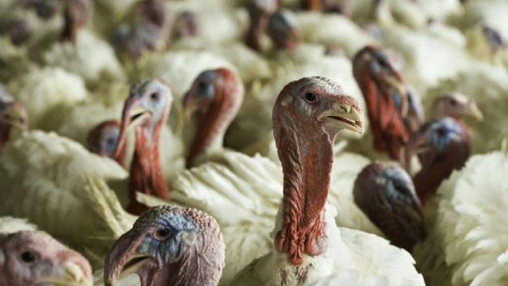 Fermierii americani cer statului să le permită vaccinarea animalelor împotriva gripei aviare, înainte de migrația păsărilor sălbatice