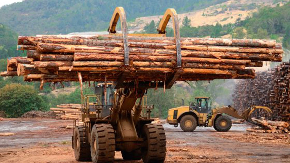 Volumul de lemn exploatat s-a diminuat cu 2%, în 2023 - date INS
