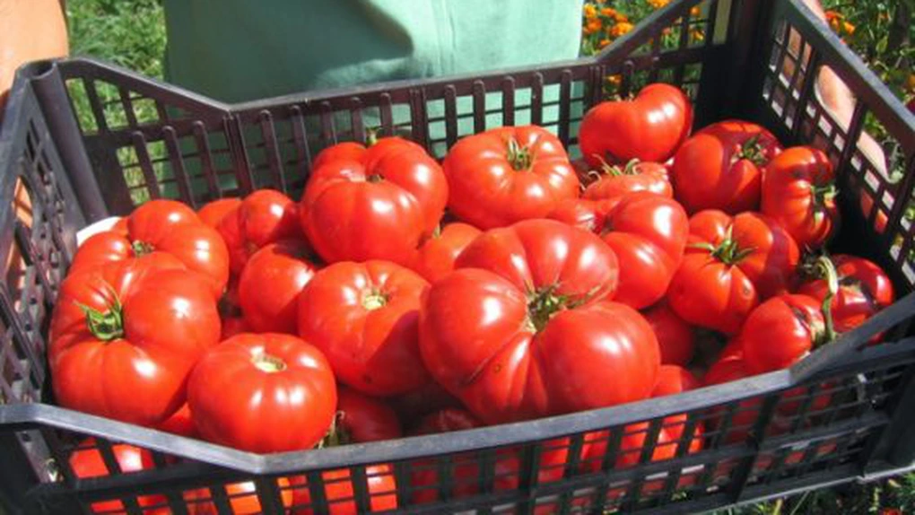 Ciolacu: Sprijin de 125 de milioane de lei pentru cultivarea legumelor în sere şi solarii