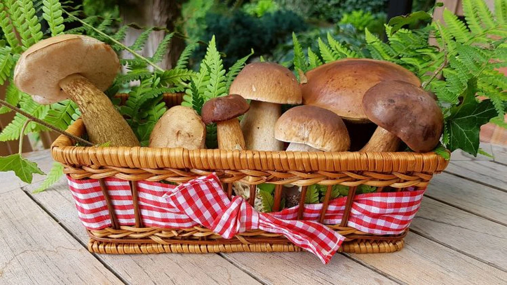 Culegătorii de ciuperci din Elveţia sunt nemulţumiţi de măsurile de protejare a biodiversităţii