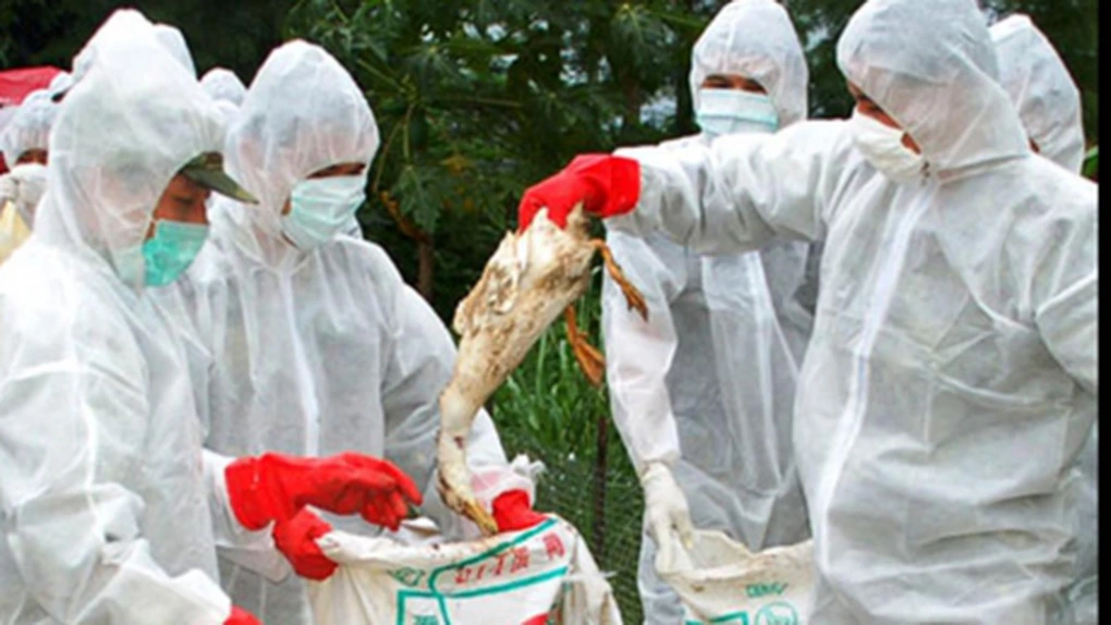 Alertă în toată Europa - Risc de pandemie după ce gripa aviară a început să se răspândească la oameni şi alte specii de mamifere, în SUA. Sporesc temerile că ar putea avea loc o mutaţie a virusului