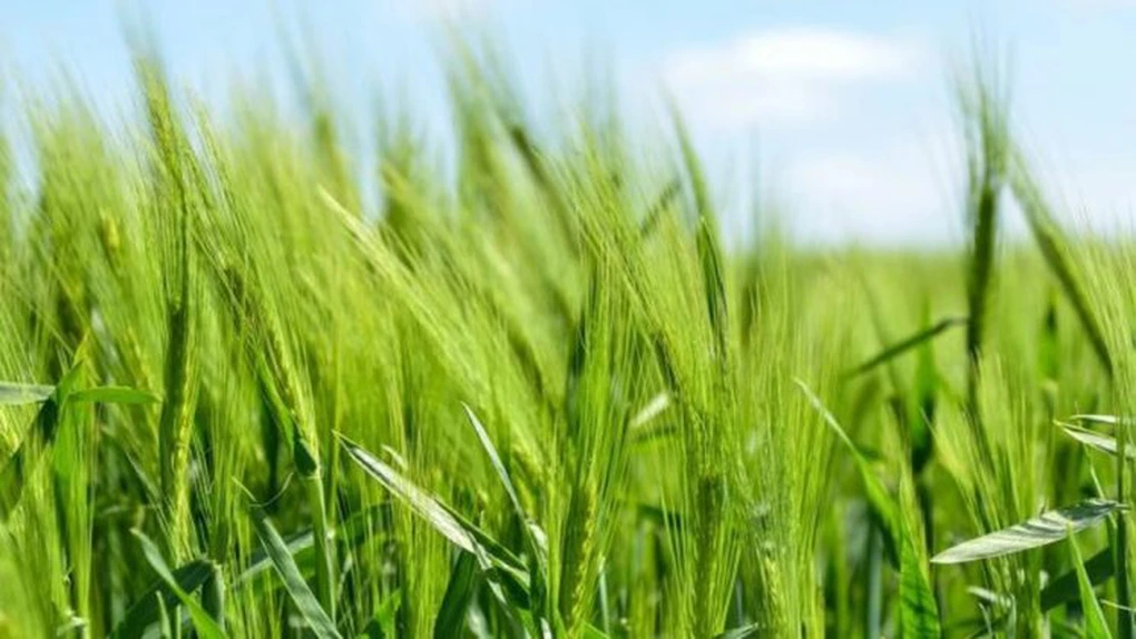 Agroland Agribusiness: Producția de cereale ar putea crește anul acesta cu 7%, iar cea de oleaginoase cu 51%. Compania și-a dublat profitul net în 2024, pe fondul unor venituri mai mici
