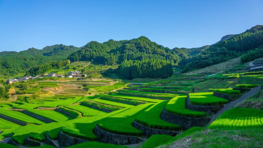 Japonia vrea să îşi multiplice de opt ori exporturile de orez până în 2030