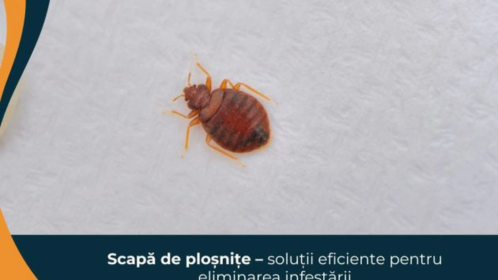 Scapă de ploșnițe – soluții eficiente pentru eliminarea infestării