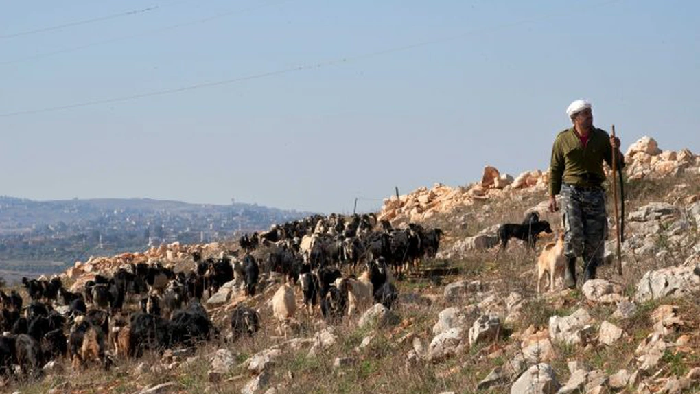 ONU și Beirut estimează la 700 de milioane de dolari pierderile cauzate de luptele dintre Israel și Hezbollah sectorului agricol din Liban