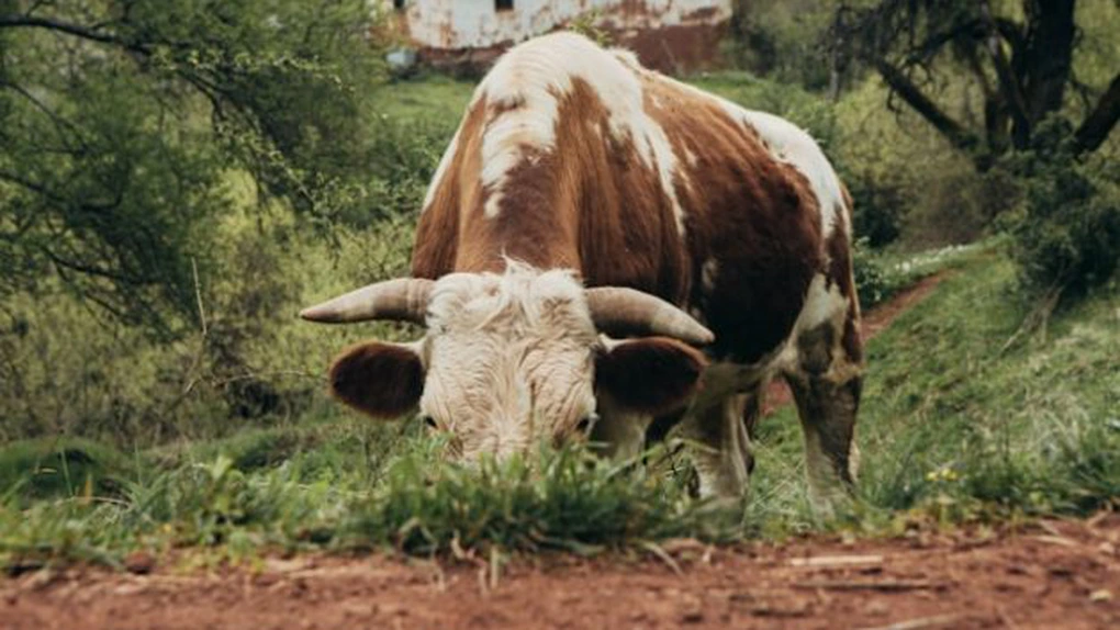 Scăderea numărului de bovine din comuna Băgaciu, județul Mureș, a dus la diminuarea interesului turiştilor danezi