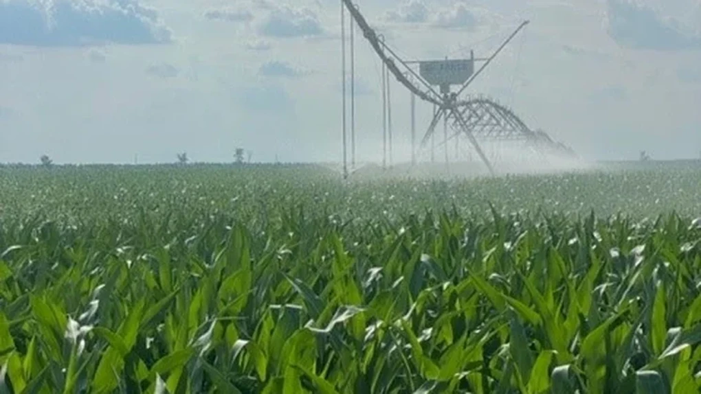 Strategie câștigătoare pe timp de criză. Danezii de la FirstFarms au vândut de abia acum producția anului trecut, pentru 1,8 milioane de euro. „Prețurile rămân stabile”
