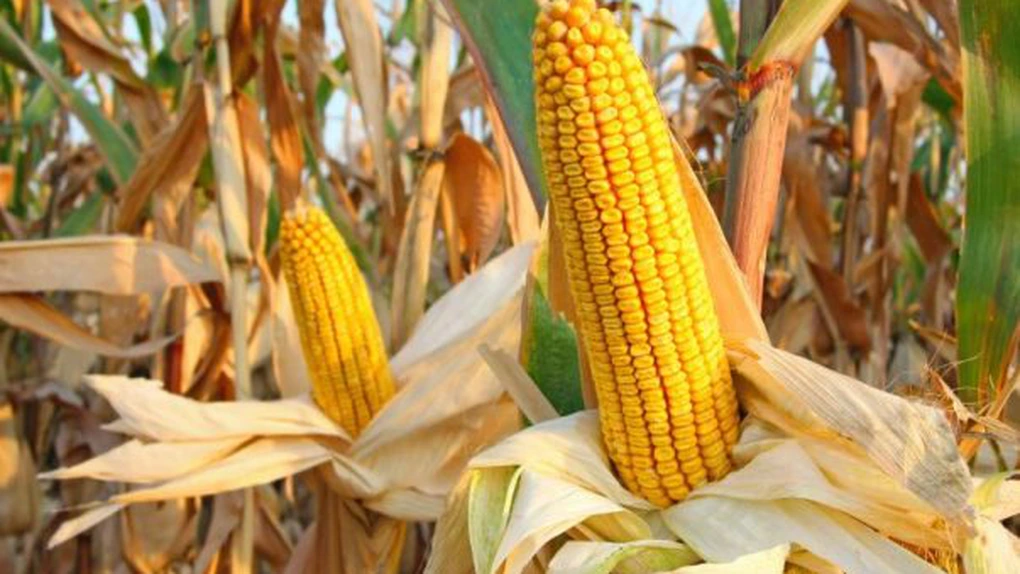 Canicula diminuează recolta de porumb a UE şi va duce la importuri record