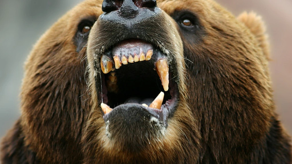 Recensământ al urşilor din Slovacia după ce numeroase atacuri ale animalelor în care au murit mai multe persoane