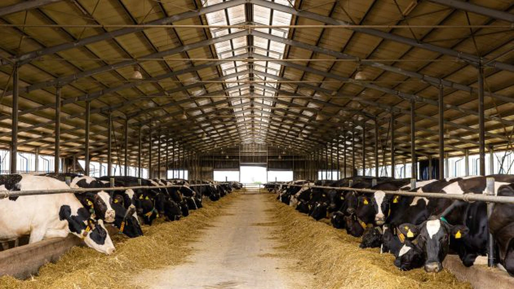 Cel mai mare producător de lapte din România, Grupul DN Agrar, şi-a dublat profitul net, în primele nouă luni