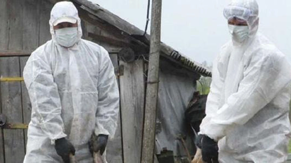 Alertă epidemiologică în Europa - Creştere a cazurilor mortale de gripă aviară. Ce măsuri se iau