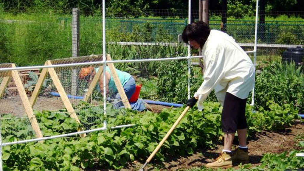 Legumicultorii români pot accesa, începând din 19 ianuarie 2026, fonduri europene de peste 151 de mil. euro