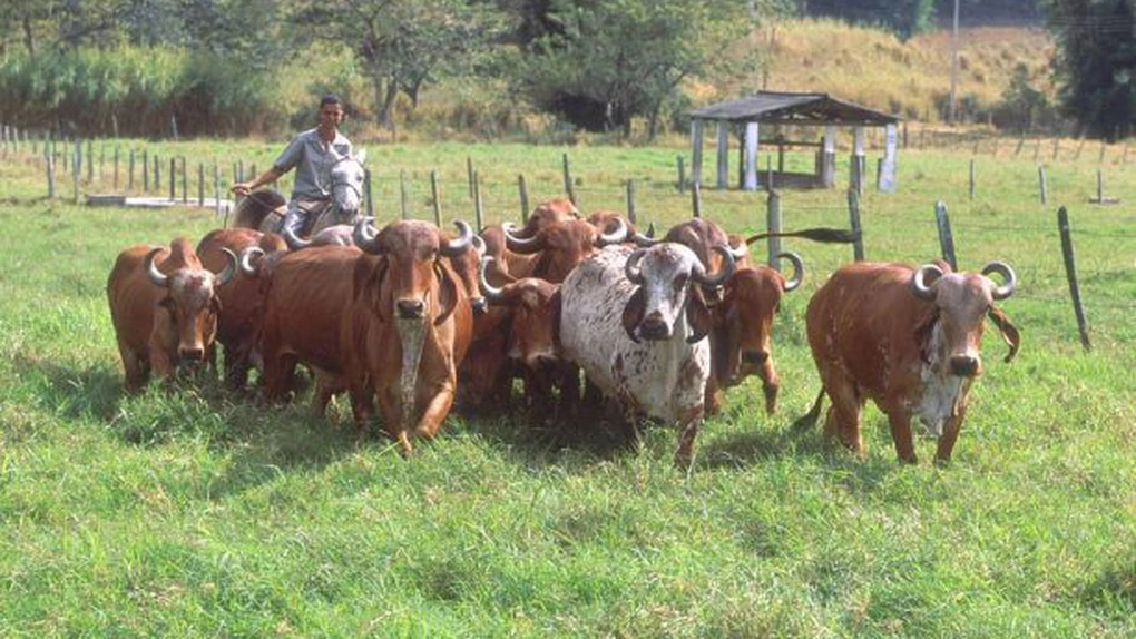 Brazilia a devenit în 2025 cel mai mare producător de carne de vită din lume, devansând Statele Unite ale Americii