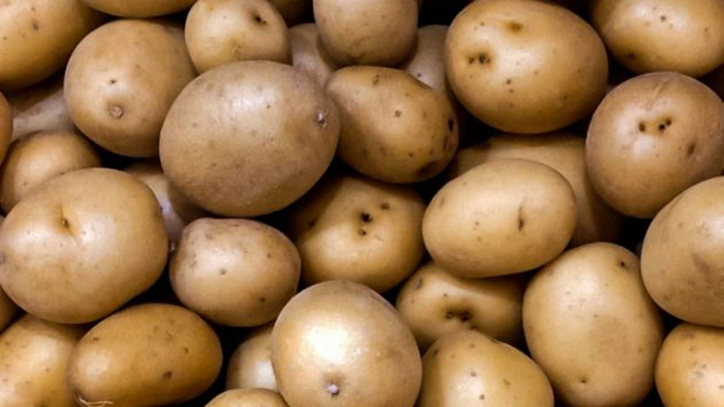 Rămâne România fără cartofi? Record negativ la producție pentru al doilea an la rând. Fermierii au recoltat de trei ori mai puțin decât acum 15 ani