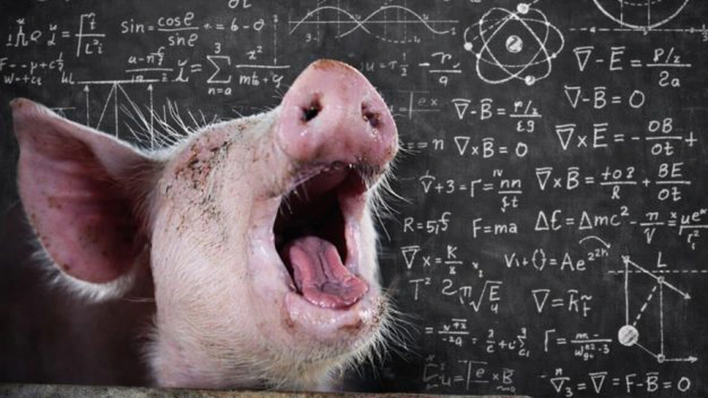 Paradoxul porcului românesc - Preţul cărnii de porc la poarta fermei este mai mic cu aproape 2 lei/kg sub costul de producţie (APCPR)