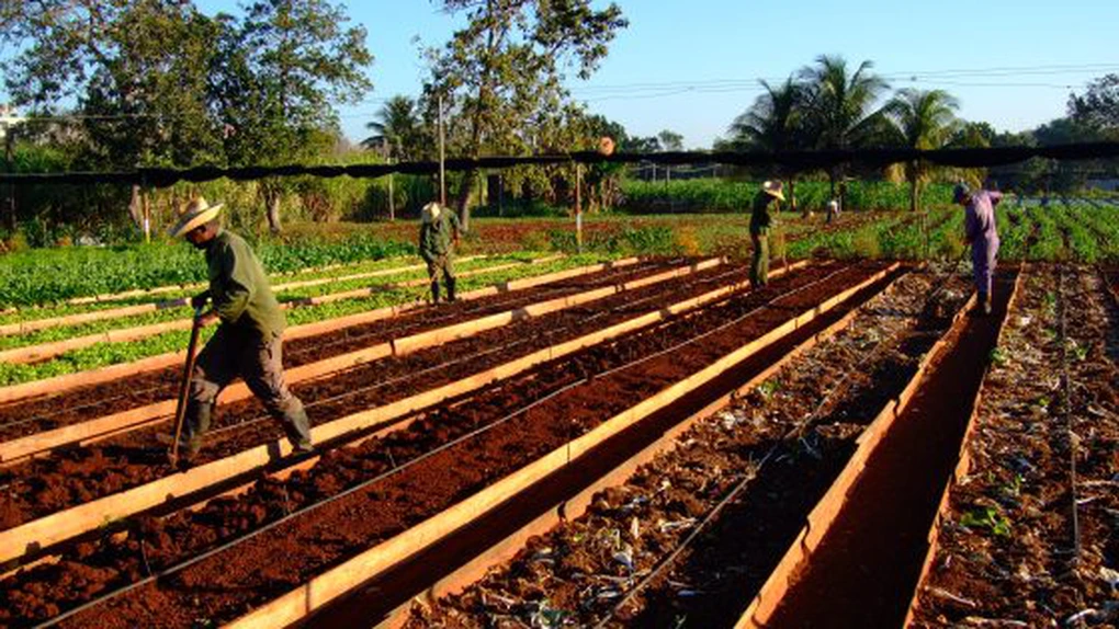 Cuba deschide comercializarea de produse agricole pentru sectorul privat
