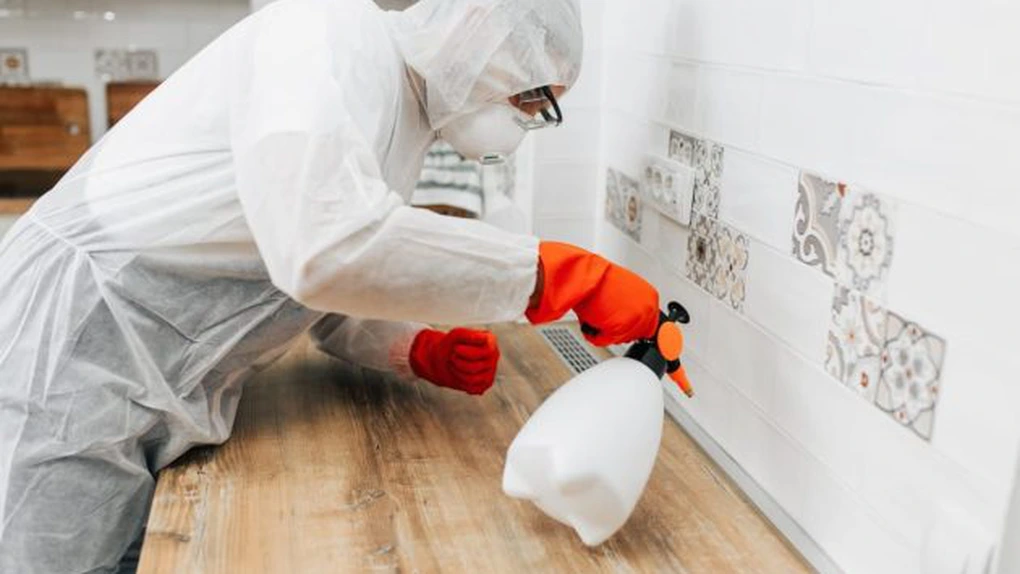 Dezinsecție gândaci – cum te ajută serviciile profesionale să scapi definitiv de gândacii de bucătărie