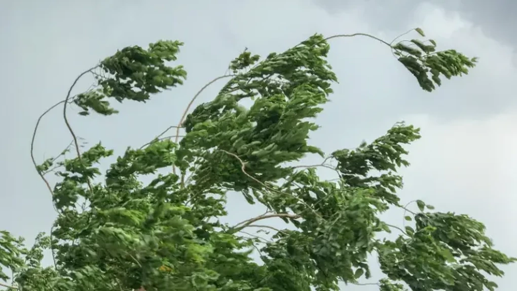 IGSU: Vântul puternic a afectat 56 localităţi din 14 judeţe; copaci doborâţi şi avarii în alimentarea cu energie electrică