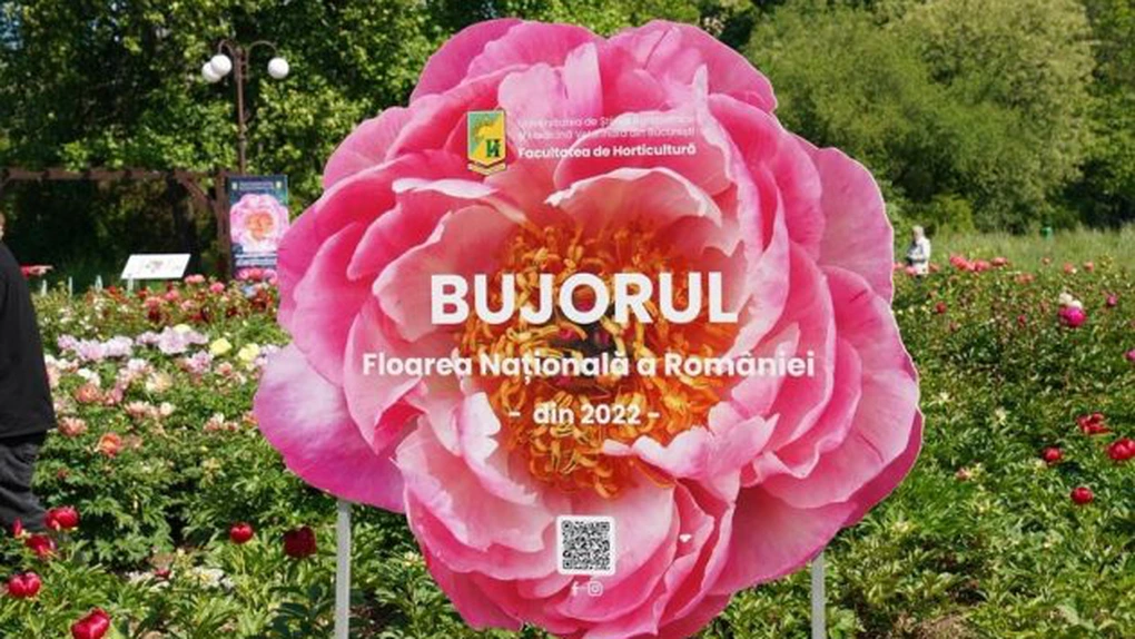 Primul soi de bujor creat în România va purta numele Madrigal