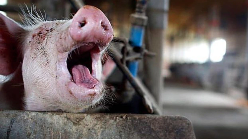 Ce s-a întâmplat cu producţia de carne din România în primul trimestru din 2026 - date INS